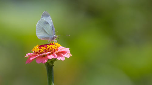 Close-up of butterfly pollinating on flower