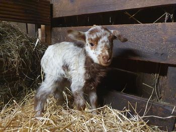 Very young lamb brown and white on straw in a worden shelter