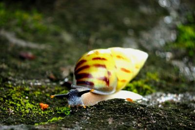 Close-up of snail on land