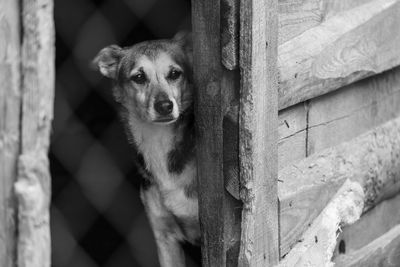 Portrait of dog by fence