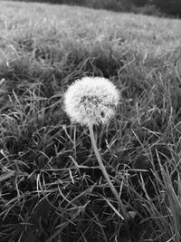 Close-up of dandelion growing on grassy field