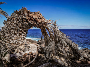 Driftwood on beach against blue sky