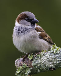 Close-up of bird perching on plant