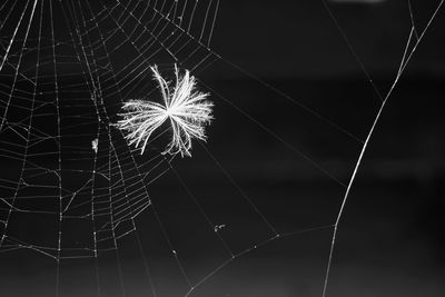 Low angle view of spider web against sky at night