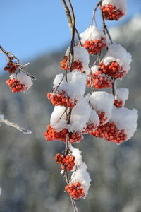 Close-up of red berries on tree