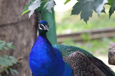 Close-up of a peacock