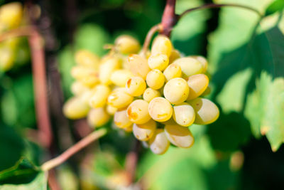 Grapes thompson seedless vine type