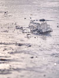 Close-up of crab on shore