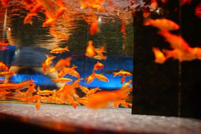 View of fish swimming in lake