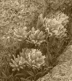 Close-up of peony flowers