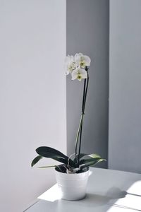 Close-up of white flowers in vase