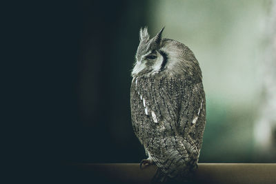 Close-up of bird perching