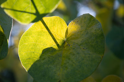Close-up of wet yellow leaf