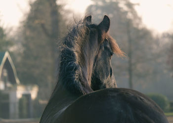 Close-up of a horse