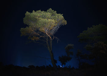 Silhouette tree against blue sky at night