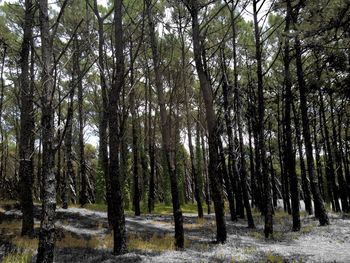 Trees in forest