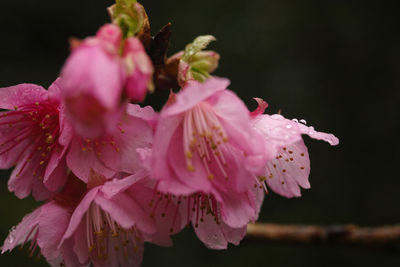 Close-up of pink flowers