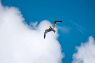 Low angle view of seagull flying against sky