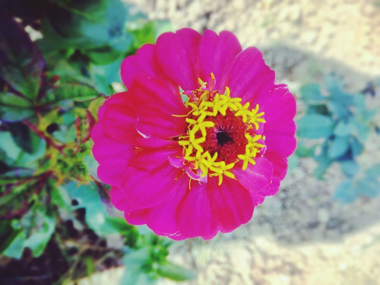 CLOSE-UP OF PINK FLOWER AGAINST BLURRED BACKGROUND