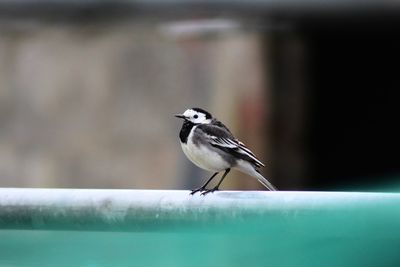 Close-up of bird perching on railing