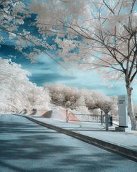 Scenic view of tree by lake against sky