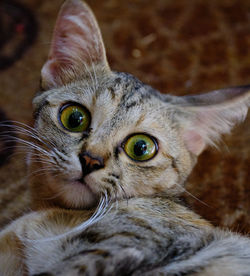 Close-up portrait of a cat