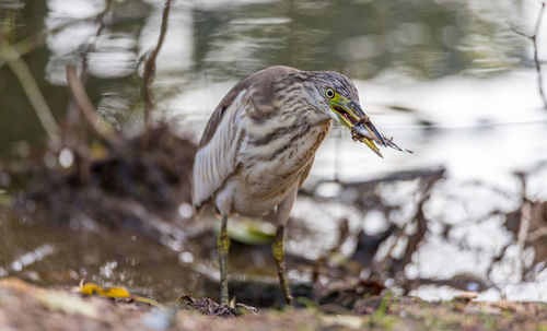 Bird perching on a lake