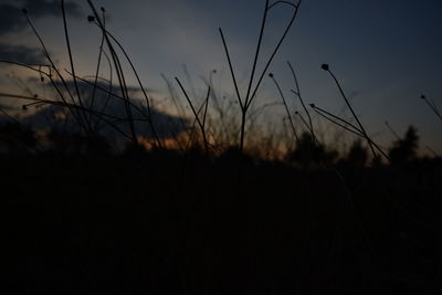 Silhouette plants on field against sky during sunset