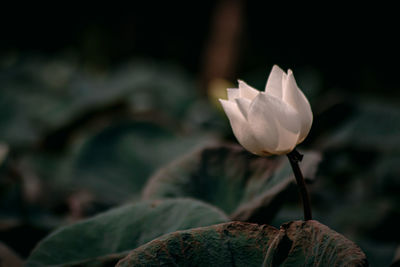 Close-up of white flowering plant