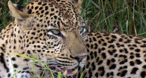 Close-up of leopard