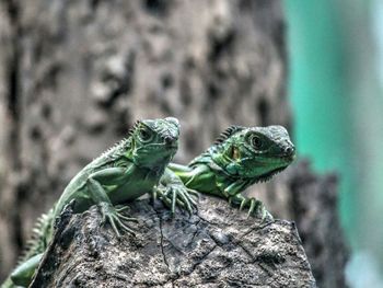 Close-up of lizard