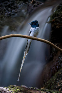 Close-up of bird perching on branch