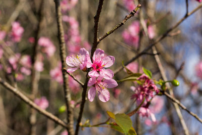 Close-up of pink cherry blossom