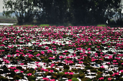 Close-up of pink flowering plants on field