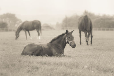 Horses grazing in a field