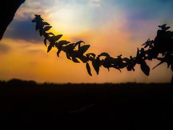 Close-up of silhouette plant on field against sky during sunset