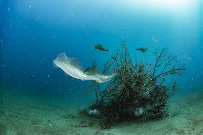 Spawning squid, wide angle