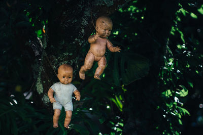 Dolls hanging from tree