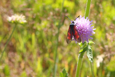 Close-up of butterfly pollinating on purple flower