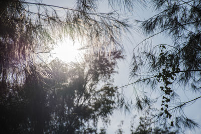 Low angle view of trees against sky