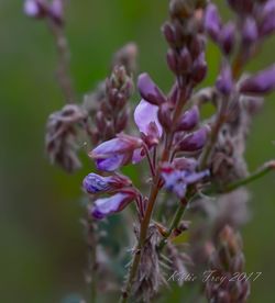 Close-up of purple flowers