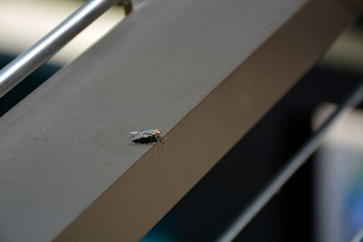 High angle view of fly on railing