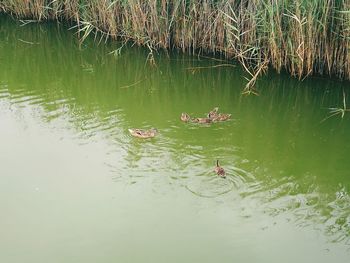 Ducks swimming in lake