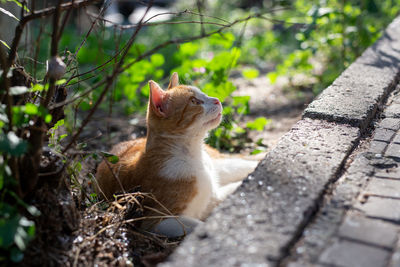 View of a cat looking away