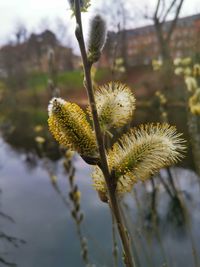 Close-up of flowering plant