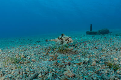 View of coral swimming in sea