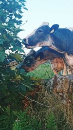 High angle view of an animal against sky