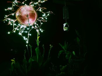 Close-up of plants hanging at night