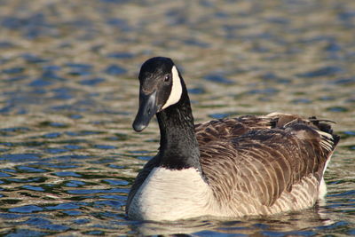 Close-up of duck in lake