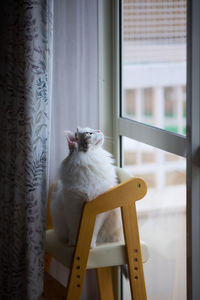 White cat standing on chair looking out of the window